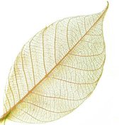 Gedroogde bladeren geel voor decoratie Skeleton Leaves Ca. 50 stuks