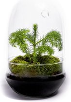 Egg terrarium in glas met Kerstboom - ↑30cm / ø17cm