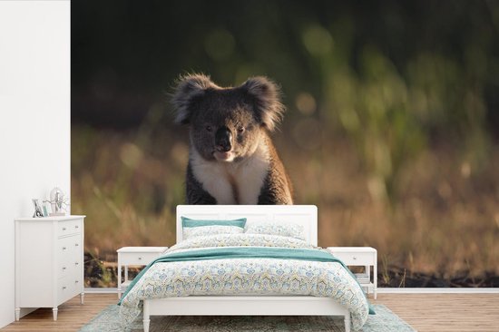 Papier peint - Papier peint photo - Un koala au coucher du soleil - Largeur  420 cm x