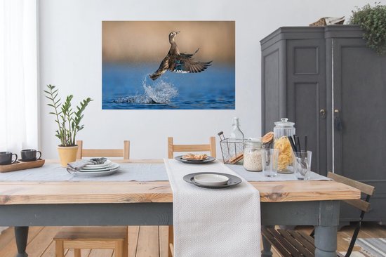 Affiche Canard - Aile - Water - 120x80 cm
