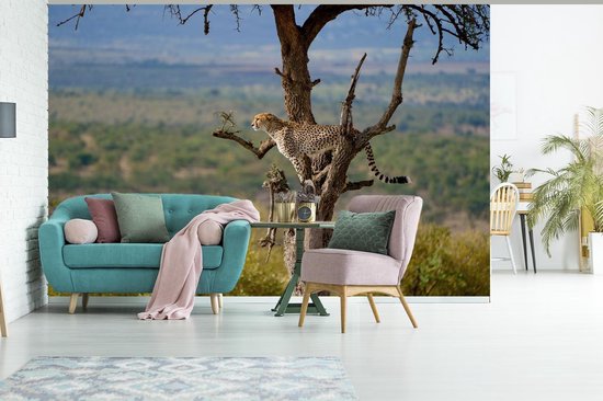 Papier peint photo vinyle - Guépard dans un arbre à la recherche d'une proie largeur 330 cm x hauteur 220 cm - Tirage photo sur papier peint (disponible en 7 tailles)