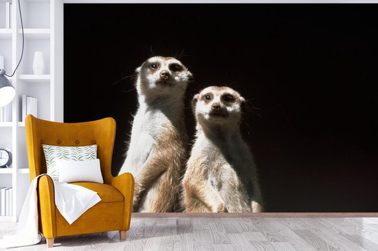 Papier peint photo vinyle - Suricates sur fond noir largeur 360 cm x hauteur 240 cm - Tirage photo sur papier peint (disponible en 7 tailles)