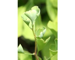 Jonge Zuilvormige Japanse Notenboom | Ginkgo biloba 'Blagon' | 80-100cm hoogte