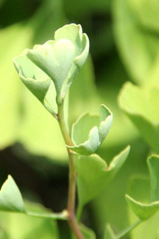 Jonge Zuilvormige Japanse Notenboom | Ginkgo biloba 'Blagon' | 80-100cm hoogte
