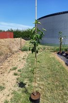 Jonge Grootvruchtige Kornoelje boom | Cornus mas 'Jolico' | 40-60cm hoogte