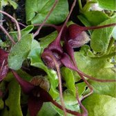 6xAsarum europaeum - Mansoor - Pot 9x9 cm