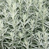 6x Artemisia ludoviciana ‘Silver Queen’ - Bijvoet - Pot 9x9 cm