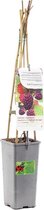 Frambraam - Loganbes (doornloos) - Thornless Loganberry Rubus 'Loganberry'  - kleinfruit - fruitstruik - plant - eigen fruit kweken - 1 plant