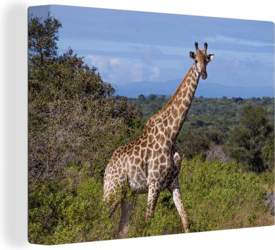 Giraffe in de natuur Canvas 180x120 cm - Foto print op Canvas schilderij (Wanddecoratie)