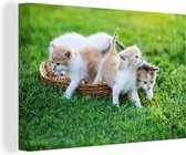 Schilderij kat - Kittens - Rieten mand - Tuin - Katten schilderij - Canvas kat - Wanddecoratie - 90x60 cm