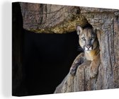 Tableau sur toile Puma dans la grotte - 90x60 cm - Décoration murale