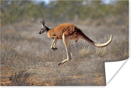 Springende kangoeroe Poster 90x60 cm - Foto print op Poster (wanddecoratie woonkamer / slaapkamer) / Wilde dieren Poster