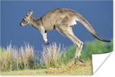 Springende kangoeroe Poster 120x80 cm - Foto print op Poster (wanddecoratie woonkamer / slaapkamer) / Wilde dieren Poster
