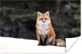 Rode vos in de sneeuw Poster 120x80 cm - Foto print op Poster (wanddecoratie woonkamer / slaapkamer) / Wilde dieren Poster