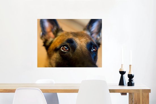 Gros plan du front d'un Poster Malinois 80x60 cm - Tirage photo sur Poster (décoration murale salon / chambre) / Poster Animaux domestiques