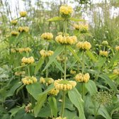6x Phlomis russeliana - Brandkruid - Pot 9x9 cm
