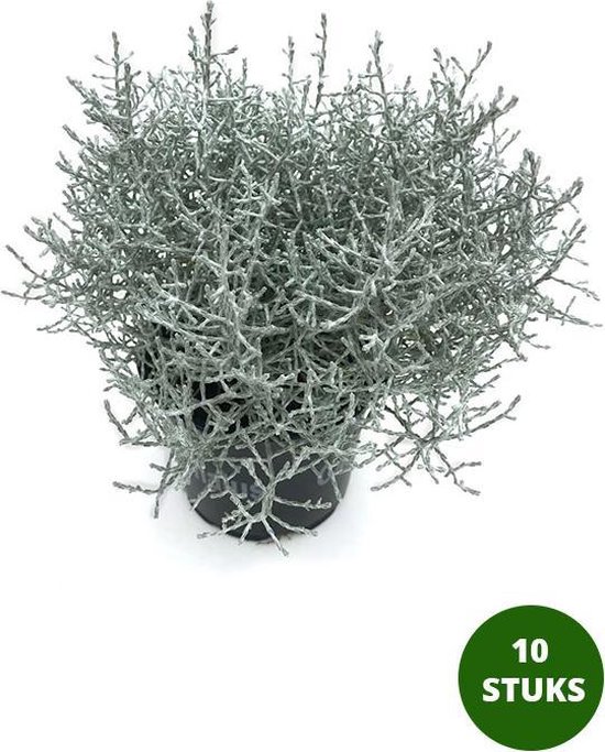 Zilverstruikje - Calocephalus Brownii - veel gebruikt in gecombineerde plantenbakken - potmaat Ø10,5cm - hoogte 15cm - 10 stuks