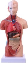 Anatomisch lichaam - Anatomisch model - Torso - Anatomie - Het menselijk lichaam van binnen - Hoge kwaliteit - 28 cm lang - Torso menselijk lichaam - Anatomie pop