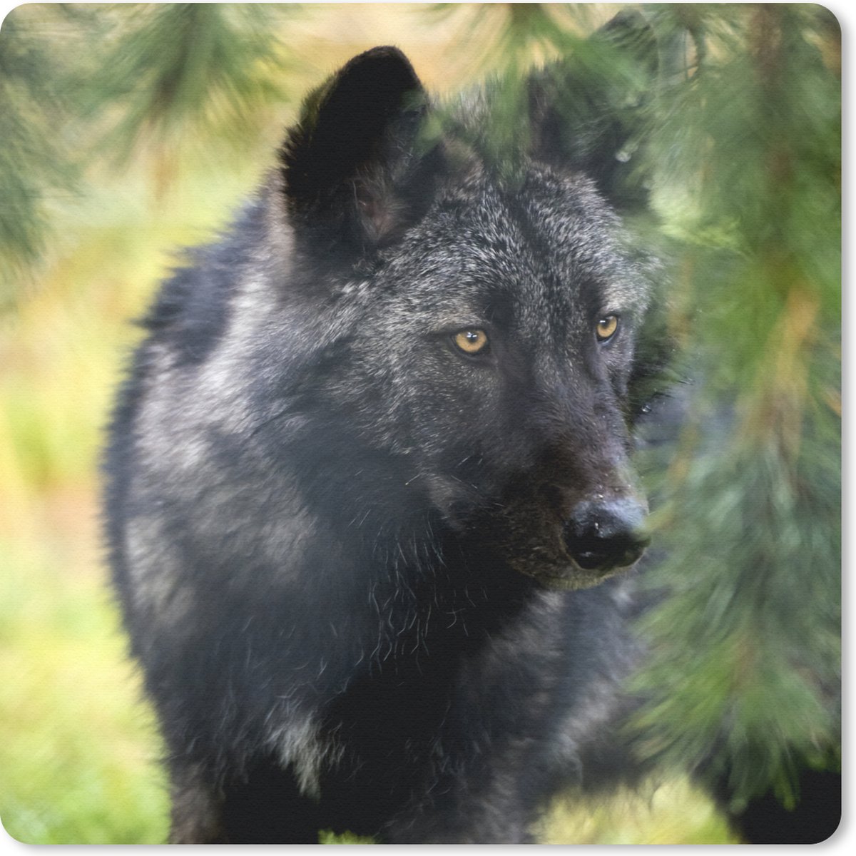 Muismat 30x30 cm - Mousepad Wolf - Macro - Bladeren - Muismatten