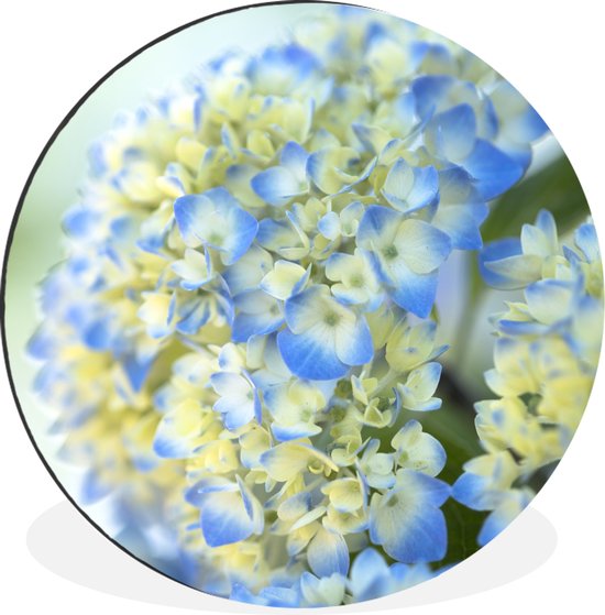 WallCircle - Wandcirkel - Muurcirkel - Close-up van een lichtblauwe met gele hortensia - Aluminium - Dibond - ⌀ 90 cm - Binnen en Buiten