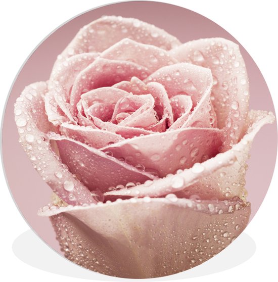 WallCircle - Wandcirkel ⌀ 30 - Dauwdruppeltjes op een enkele roze roos - Ronde schilderijen woonkamer - Wandbord rond - Muurdecoratie cirkel - Kamer decoratie binnen - Wanddecoratie muurcirkel - Woonaccessoires