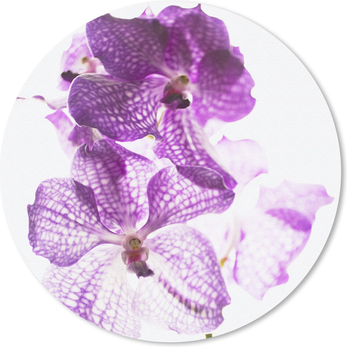 Muismat rond 20x20 cm - Mousepad Paarse orchideeën - Ronde muismatten