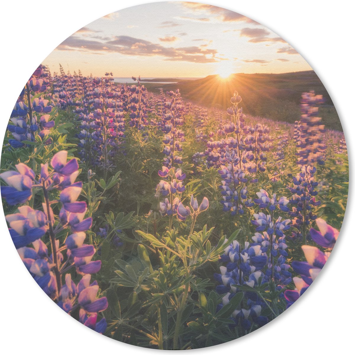 Muismat - Mousepad - Lupine - Bloemen - Zon - Paars - 50x50 cm - Muismatten