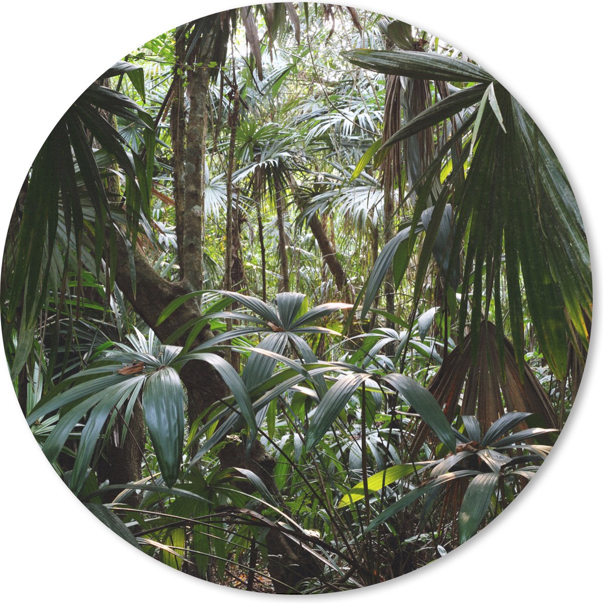 Muismat rond 20x20 cm - Mousepad Planten in regenwoud - Ronde muismatten