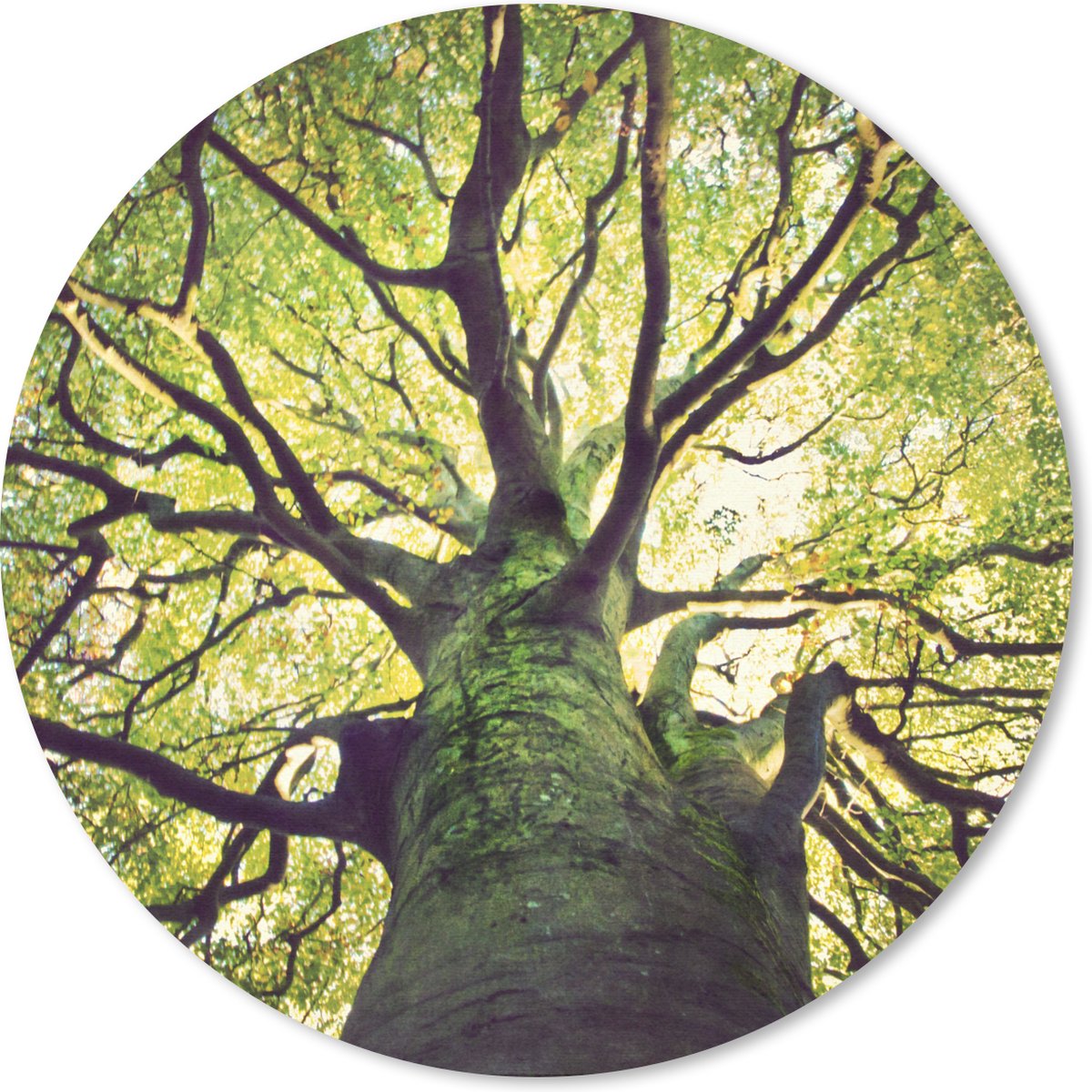 Muismat rond 30x30 cm - Mousepad Kalmerende takken van een groene boom - Ronde muismatten