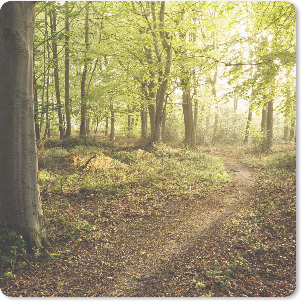 Muismat 20x20 cm - Mousepad Bos - Pad - Zonsopgang - Muismatten