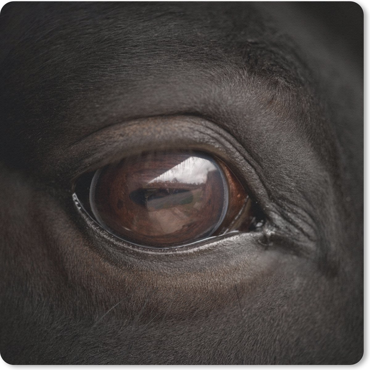 Muismat 20x20 cm - Mousepad Close-up paardenoog - Muismatten