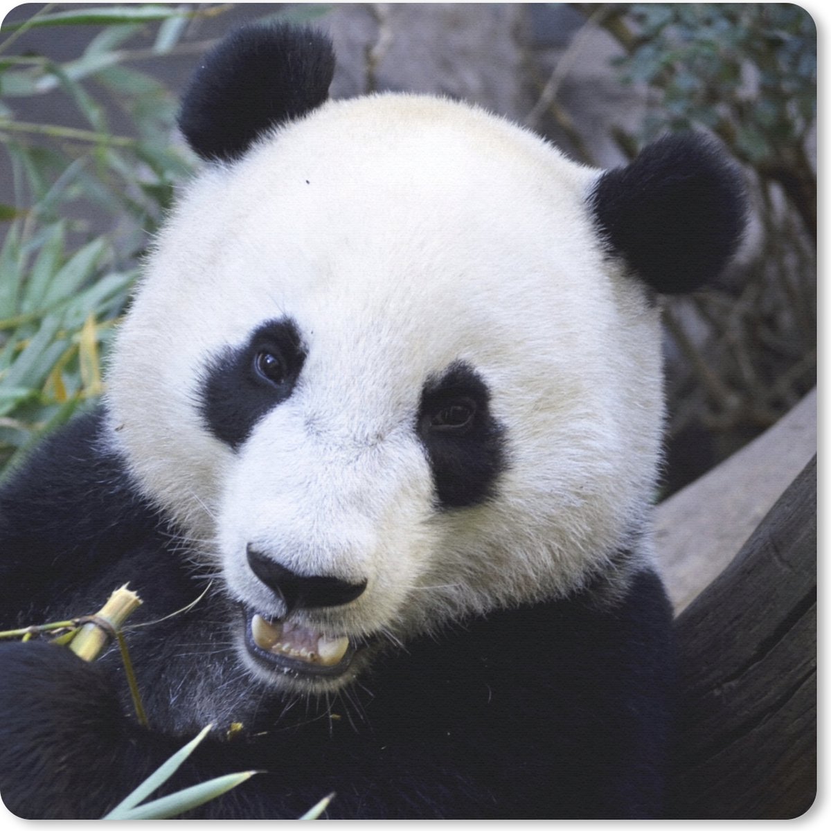 Muismat 30x30 cm - Mousepad Panda - Dier - Bladeren - Muismatten