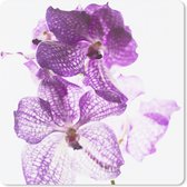 Muismat Klein - Paarse orchideeën - 20x20 cm