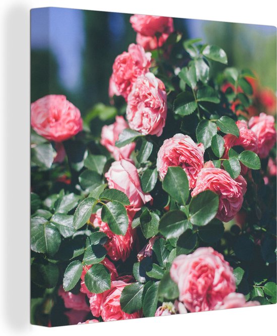 Tableau sur toile Belle rose rose dans un jardin d'été - 20x20 cm - Décoration murale