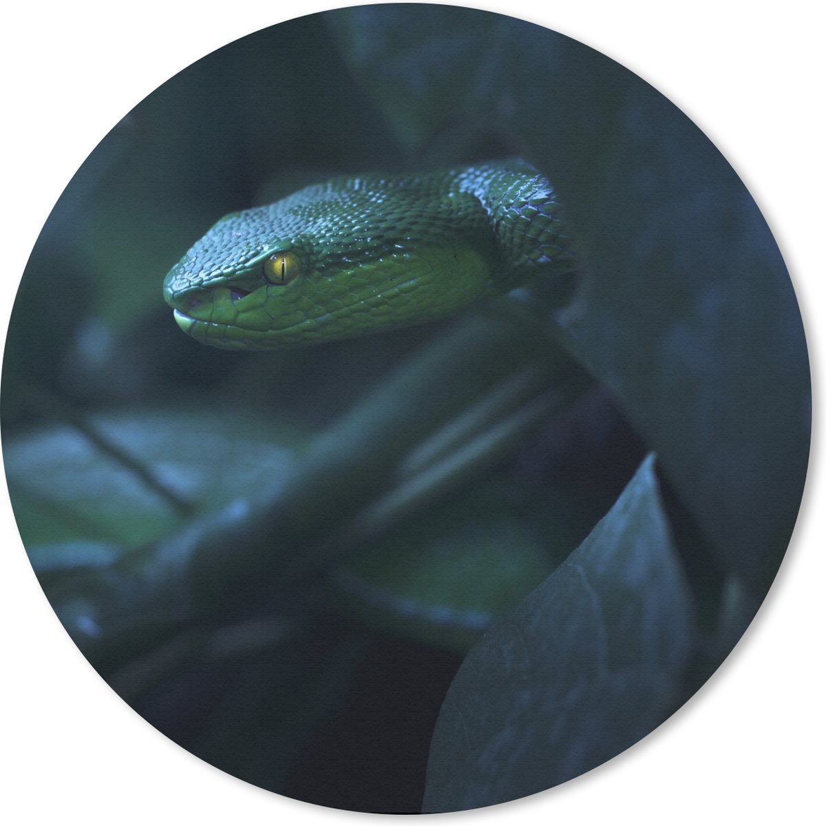 Muismat rond 20x20 cm - Mousepad Slang - Macro - Hout - Ronde muismatten