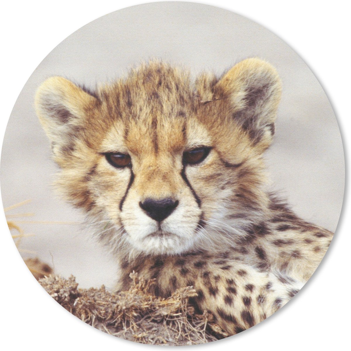 Muismat rond 50x50 cm - Mousepad Cheeta - Jong - Portret - Ronde muismatten