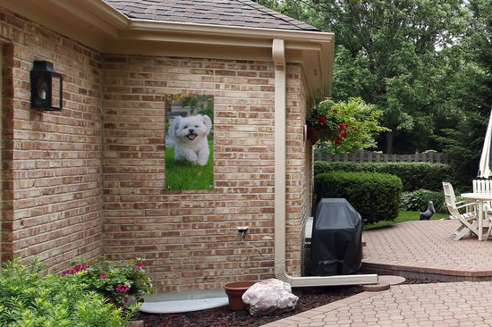 Affiche de jardin Un chien Shih Tzu se promène dans l'herbe verte - 40x80 cm