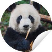 Tuincirkel Panda - Bamboe - Natuur - 60x60 cm - Ronde Tuinposter - Buiten