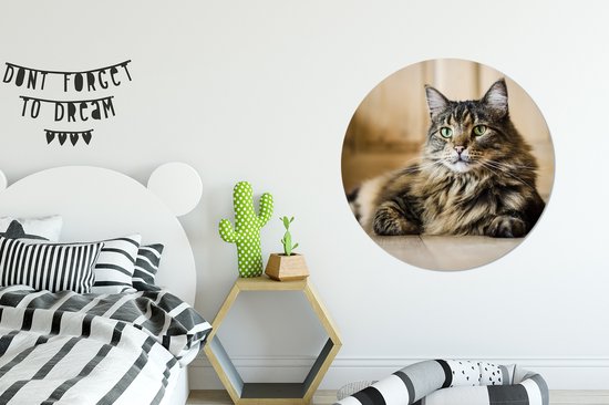 Assiette en plastique cercle mural chat Maine Coon rayé noir et marron ⌀ 90 cm - impression photo sur cercle mural / cercle vivant (décoration murale)
