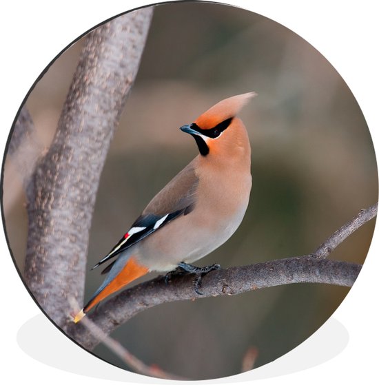 Waxwing coloré sur une branche d'arbre Cercle mural aluminium ⌀ 90 cm - impression photo sur cercle mural / cercle vivant / cercle de jardin (décoration murale)