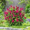 Groen, Rood, Roze