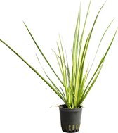 Moerings - Terrariumplant - 6x Acorus gramineus variegatus in pot 5cm