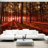 Zelfklevend fotobehang - Herfst Ochtend, Bos, 8 maten, premium print
