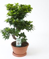 ZynesFlora - Ficus Ginseng S-Type - Ø 22 cm - Hoogte: 70-75 cm - Bonsai - Kamerplant