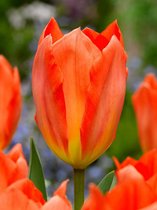 250x Tulpen 'Orange emperor'  bloembollen met bloeigarantie