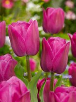 60x Tulpen 'Barcelona'  bloembollen met bloeigarantie