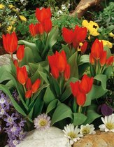 100x Tulpen 'Praestans fusilier'  bloembollen met bloeigarantie