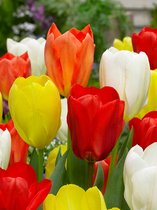 100x Tulpen 'Fosteriana gemengd'  bloembollen met bloeigarantie