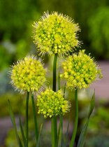 10x Allium 'Obliquum'  bloembollen met bloeigarantie