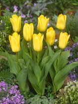 80x Tulpen 'Candela'  bloembollen met bloeigarantie